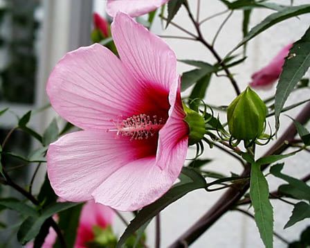 今日の言葉：ゲーテ