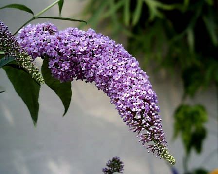 今日の言葉：スティーブ・ジョブズ