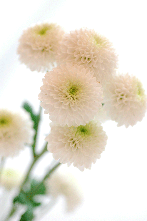 今日の言葉：シェイクスピア