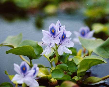 今日の名言：本田宗一郎