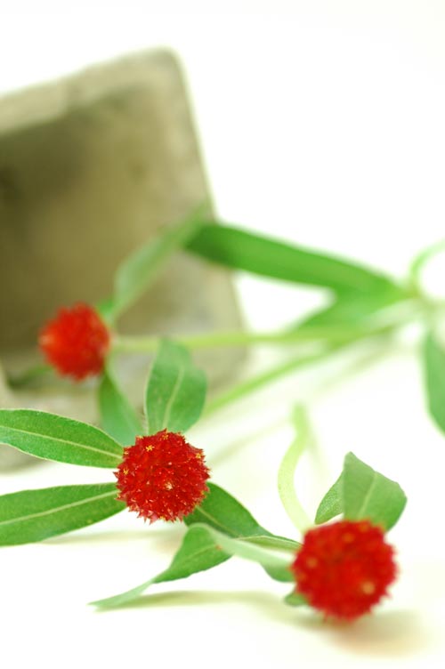 今日の言葉：ボブディラン