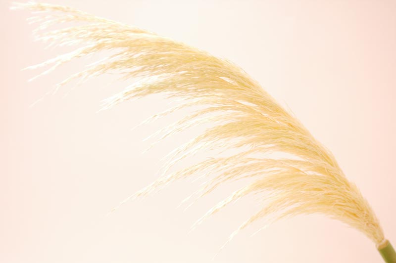 今日の言葉：ナイチンゲール