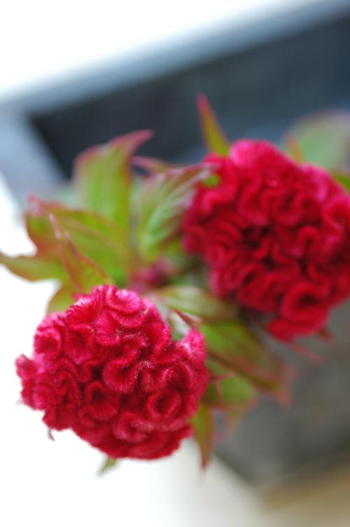 今日の言葉：美輪明宏