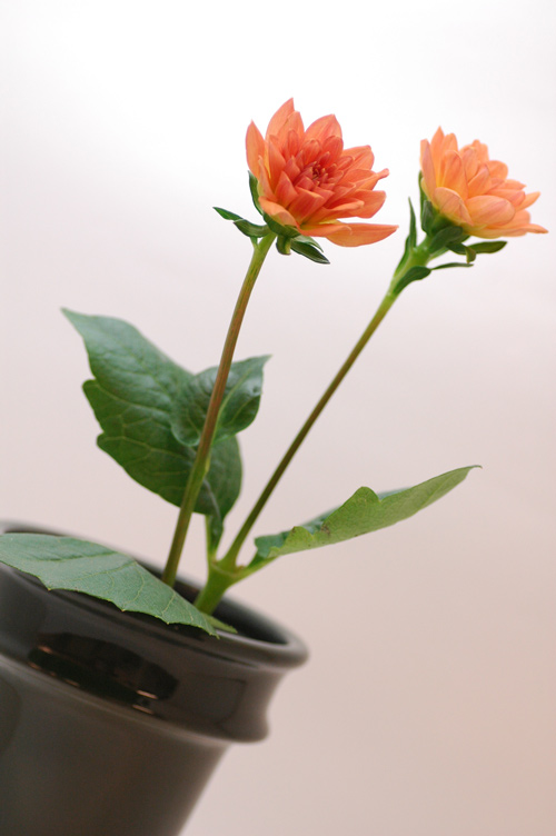 今日の言葉：渋沢栄一