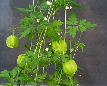 今日の言葉：イギリスのことわざ