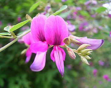今日の言葉：チャールズチャップリン