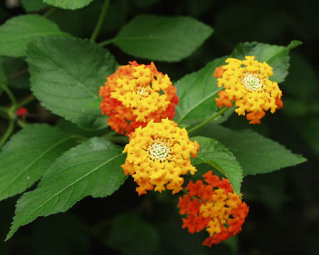 今日の言葉：ユダヤのことわざ