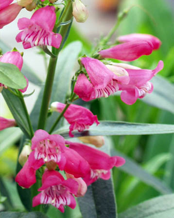 今日の言葉：デール・カーネギー