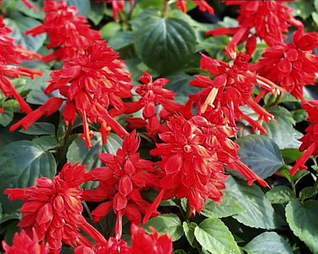 今日の言葉：ウォルトディズニー