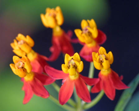 今日の言葉：ゲーテ