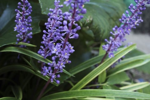 今日の言葉：モハメドアリ