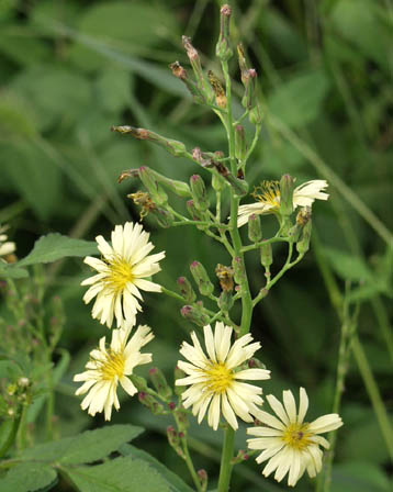今日の言葉：Audrey Hepburn（オードリー・ヘップバーン）