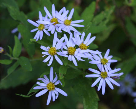 今日の言葉：Johann Wolfgang von Goethe（ゲーテ）