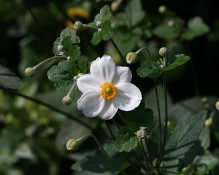 今日の言葉：バーナード・ショー