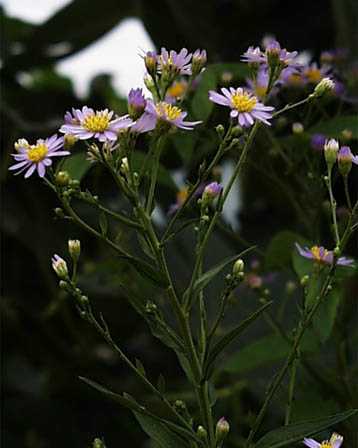 今日の言葉：エレノア・ルーズベルト