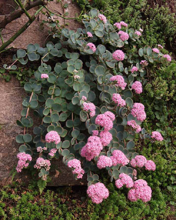 今日の言葉：Steven Spielberg　