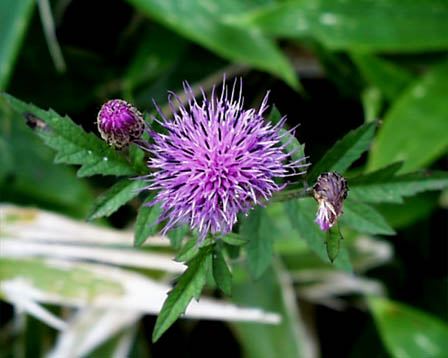 今日の言葉：Chris Evert（クリス・エバート）