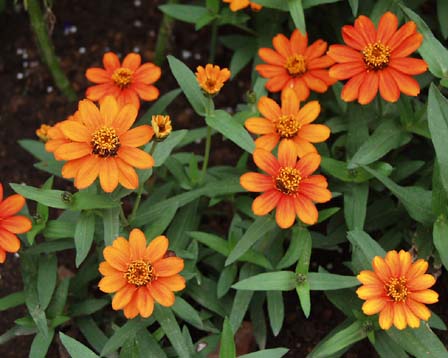 今日の言葉：Helen Keller（ヘレン・ケラー）