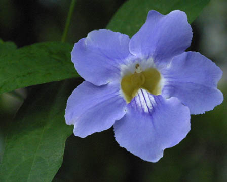 今日の言葉：Mark Twain（マーク・トウェイン）