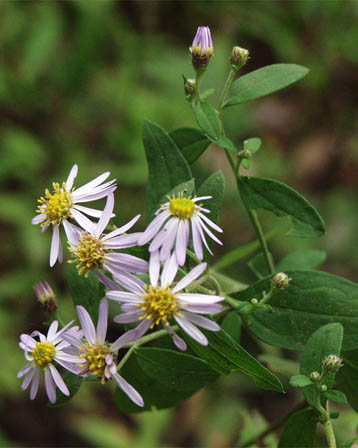 今日の言葉：ダイアナ