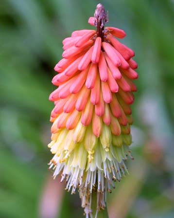 今日の言葉：マイケルジョーダン