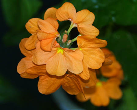 今日の言葉：Pearl S. Buck（パール・バック）