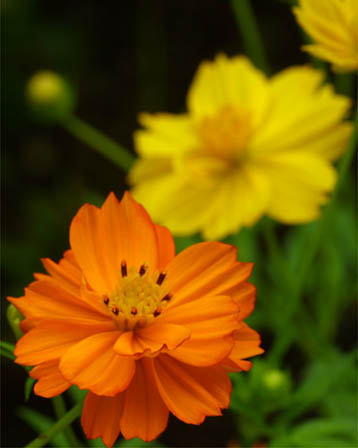 今日の言葉：高杉晋作