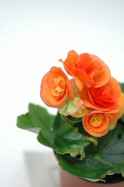 今日の言葉：ネルソンマンデラ