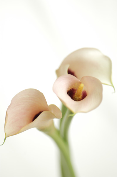 今日の言葉：Henry Ford（ヘンリー・フォード）