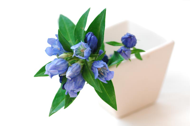 今日の言葉：ゲーテ