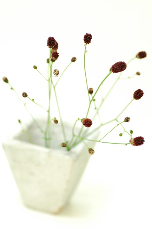 今日の誕生花：ルイーザ・メイ・オルコット