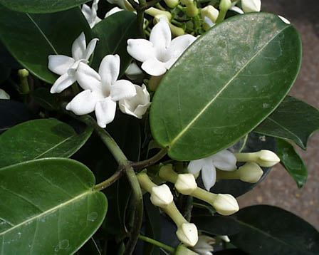 今日の言葉：Pablo Picasso（パブロ・ピカソ）