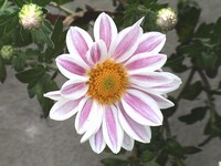 今日の言葉：Bob Marley