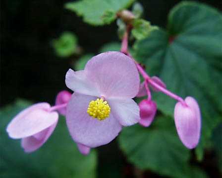 今日の言葉：Albert Camus（アルベール・カミュ）