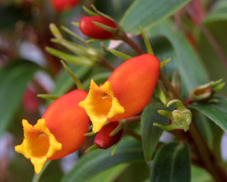 今日の言葉：Gustave Flaubert（ギュスターヴ・フローベール）