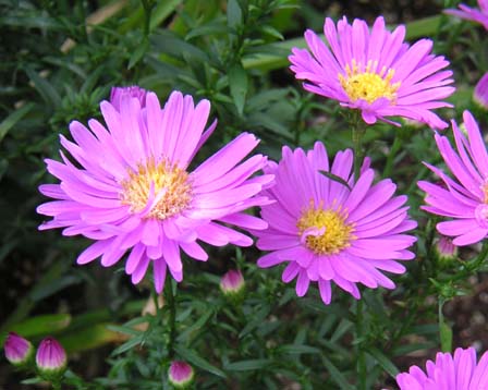 今日の言葉：ヘレンケラー