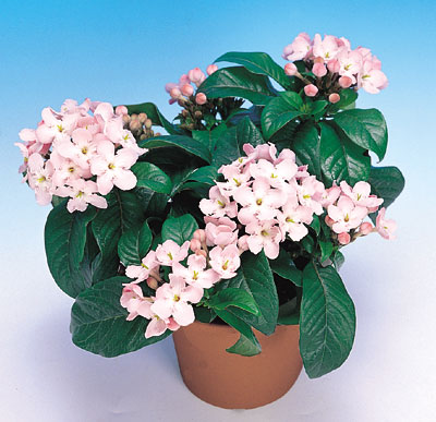 今日の言葉：Walt Disney（ウォルト・ディズニー）