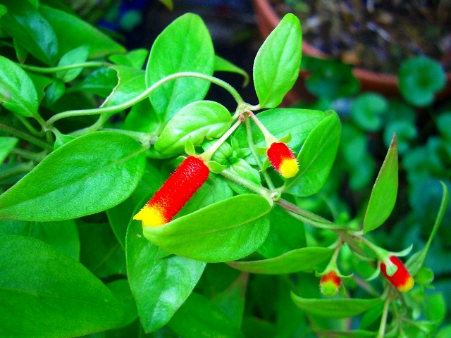 今日の言葉：Mark Twain（マーク・トウェイン）