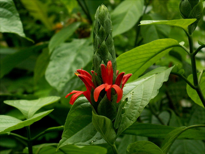今日の言葉：Coco Chanel（ココ・シャネル）