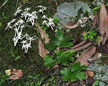 今日の言葉：Albert Einstein（アインシュタイン）
