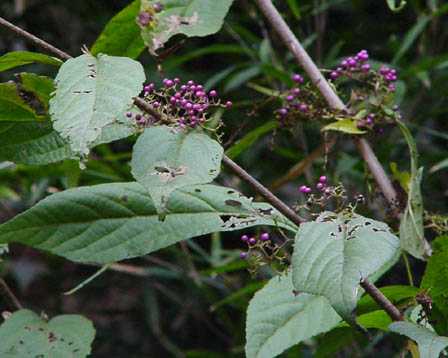 今日の言葉：Ralph Waldo Emerson（エマーソン）