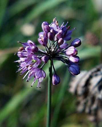 今日の言葉：Pele（ペレ）