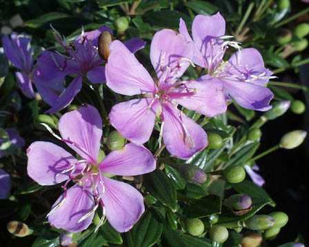今日の言葉：Mark Twain（マーク・トウェイン）