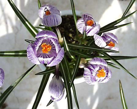 今日の言葉：William Arthur Ward（ウィリアム・アーサー・ウォード）