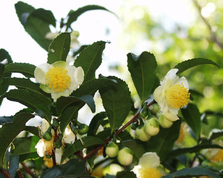 今日の言葉：Judy Garland（ジュディ・ガーランド）
