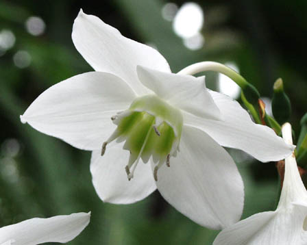 今日の言葉：Margaret Thatcher（マーガレット・サッチャー）