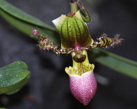 今日の言葉：Mahatma Gandhi（ガンジー）