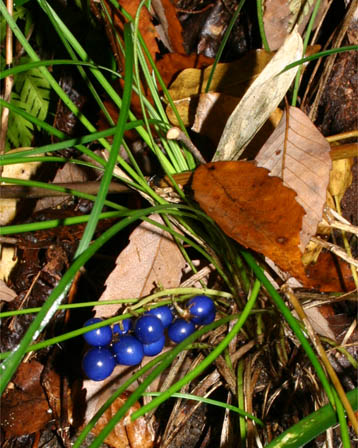 今日の言葉：Eleanor Roosevelt（エレノア・ルーズベルト）