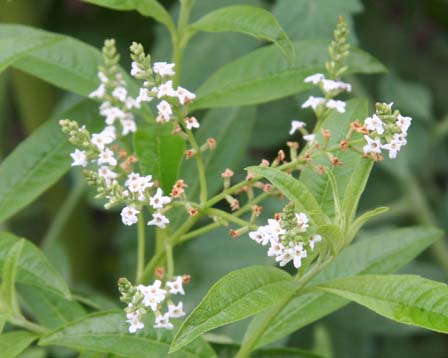 今日の言葉：Plato（プラトン）