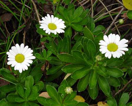 今日の言葉：Henry Ford（ヘンリー・フォード）